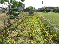 厨中央公園風景3