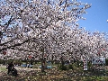 桜まつり開催時