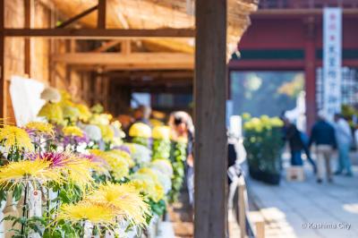 鹿嶋市菊花展の写真