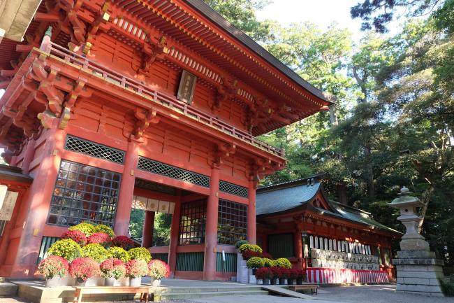 鹿島神宮　菊花展の写真