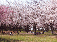 鹿島城山公園の写真