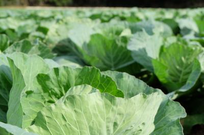 汐菜キャベツ畑