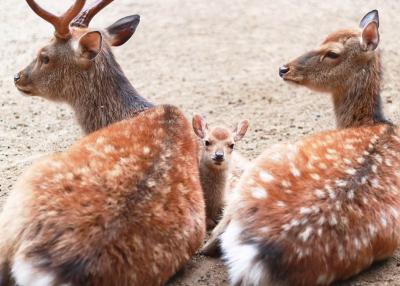 鹿園の小鹿