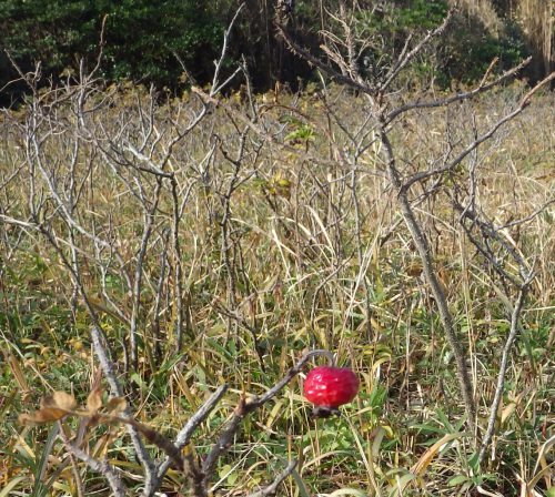 ハマナスの葉がだいぶ落ちましたの画像