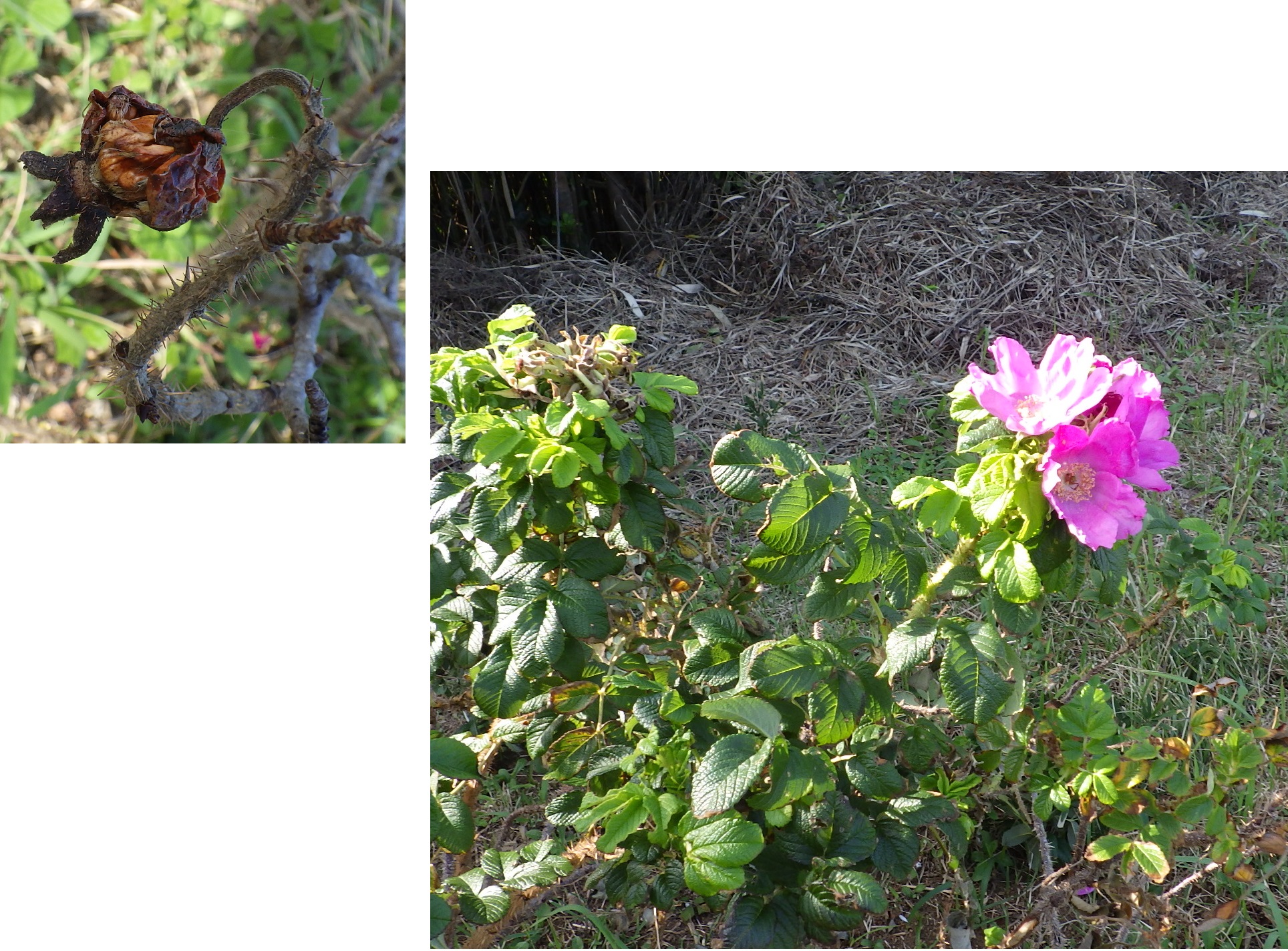 ハマナスの実がしぼんとハマナスの花の画像