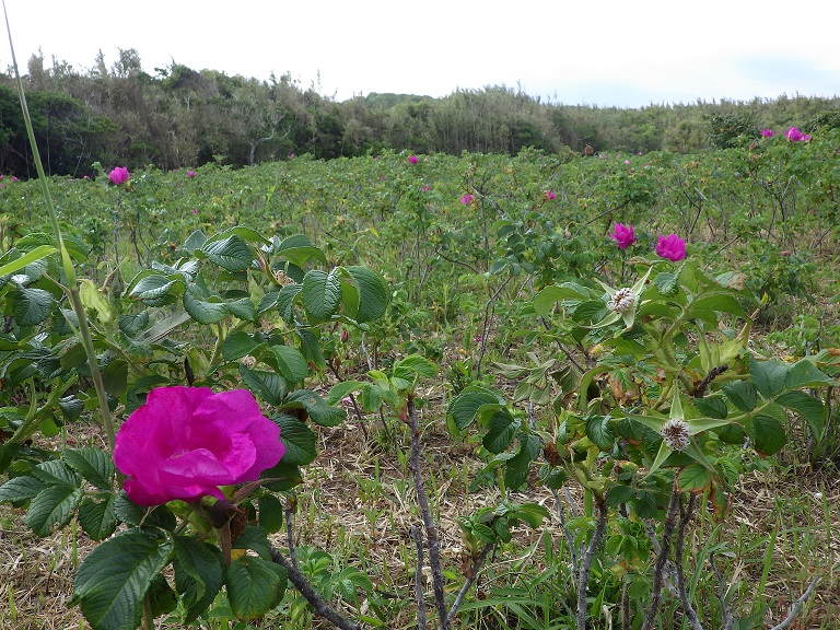 花が沢山咲いていますの画像1