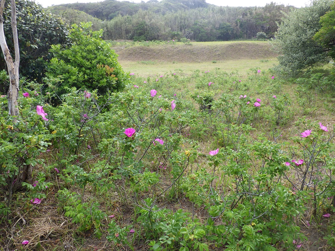 花が沢山咲いていますの画像2