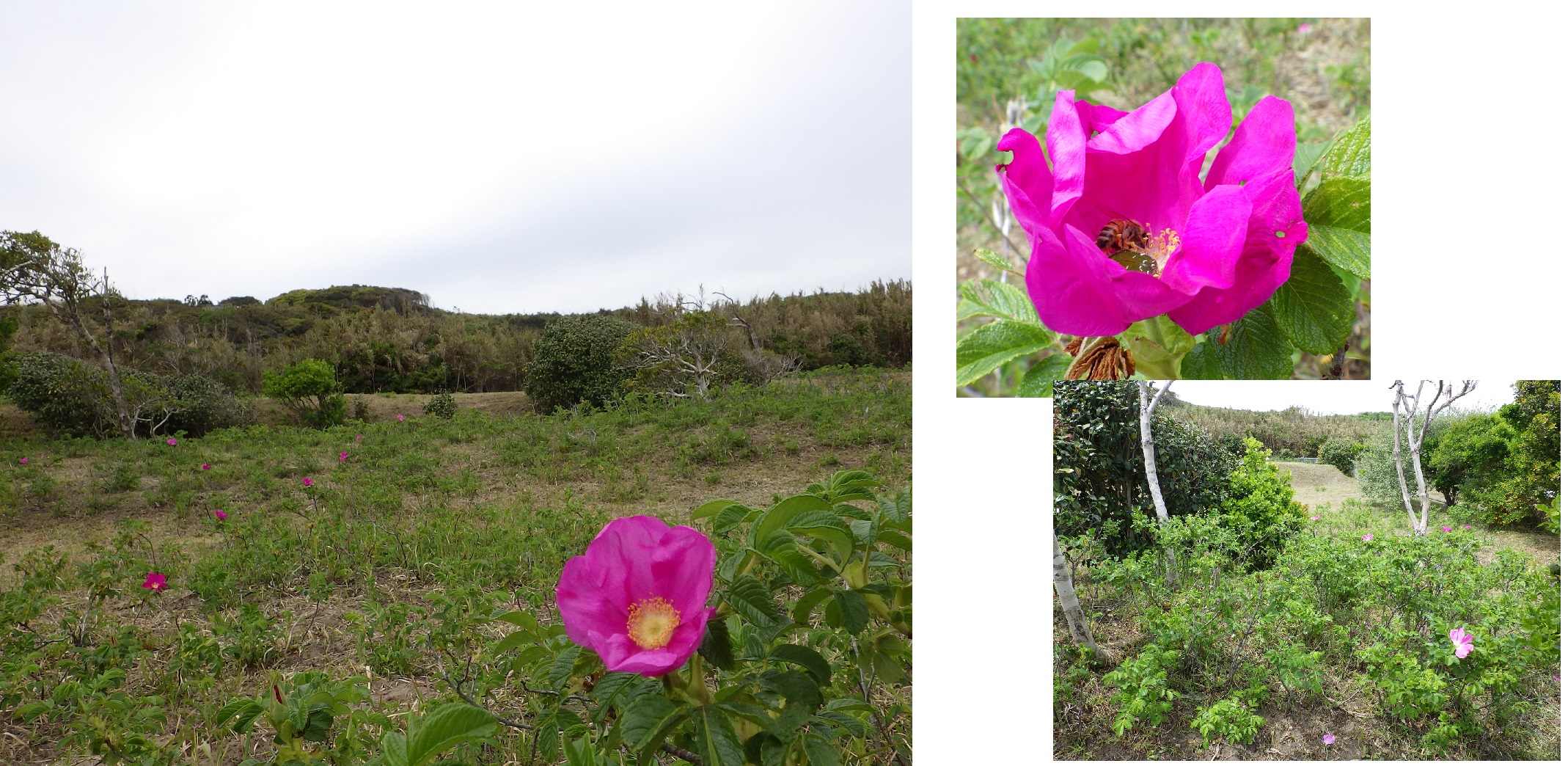 全体的に花がポツポツと出てきましたの画像