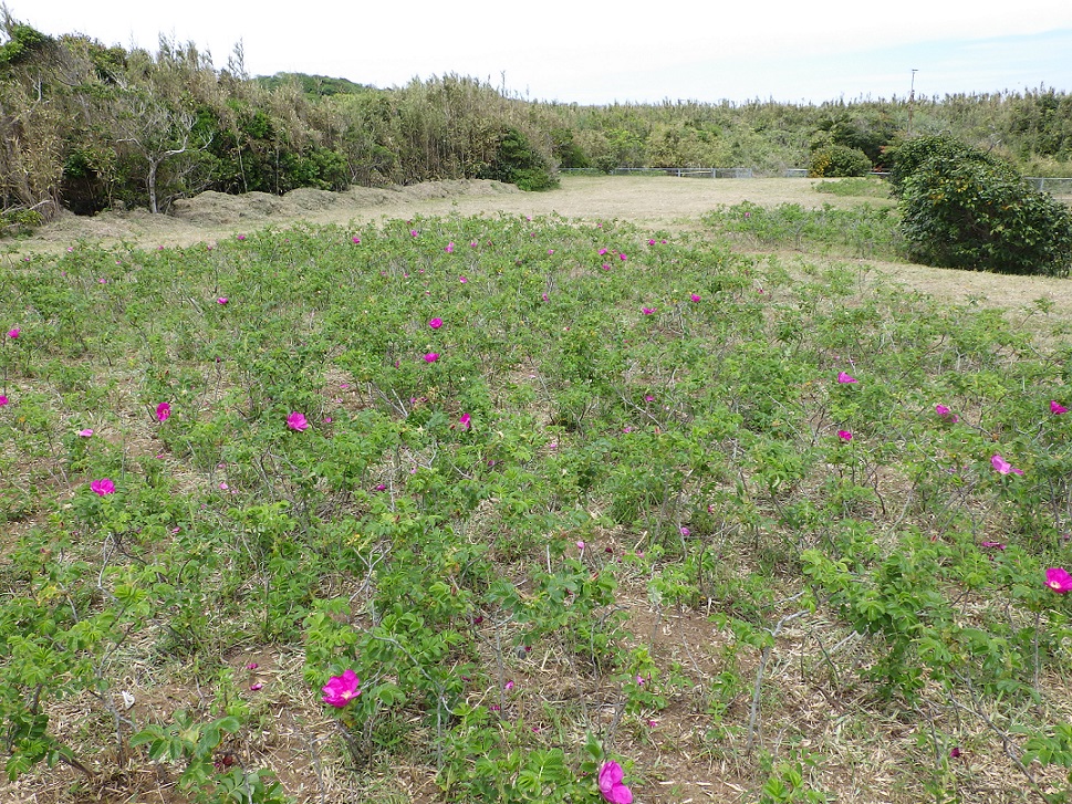 指定地東側のハマナスの画像