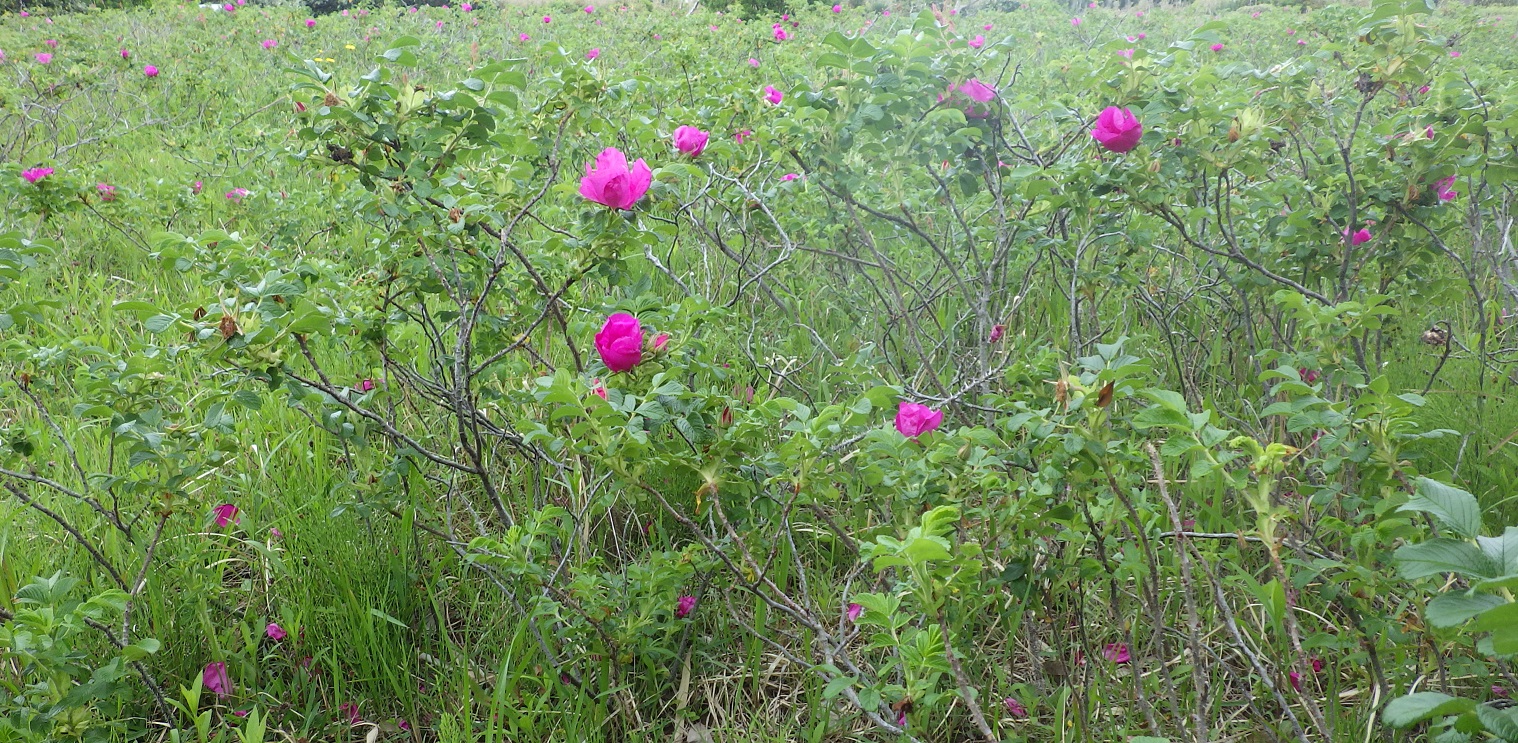 たくさん花が咲いの画像