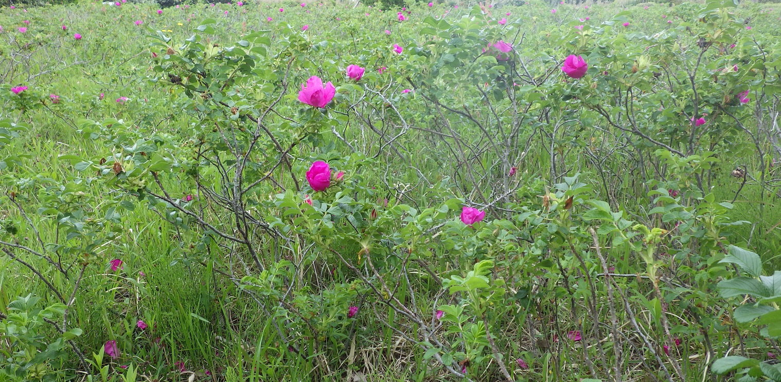 たくさん花が咲いの画像