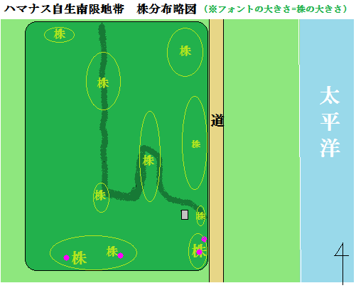 連休前のハマナス自生南限地の画像2