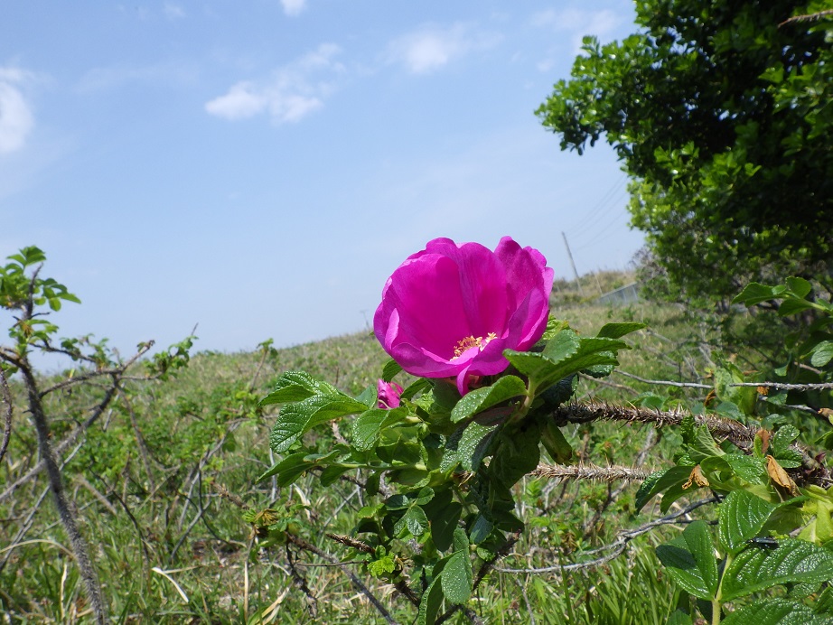 ハマナスの花が咲きましたの画像