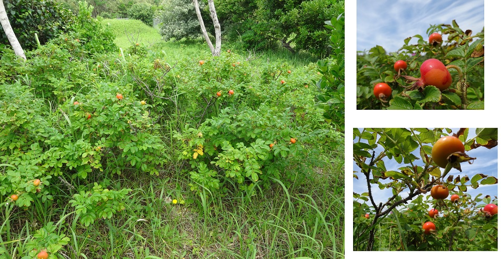 実が緑から黄色、黄色からオレンジ色づいているの画像