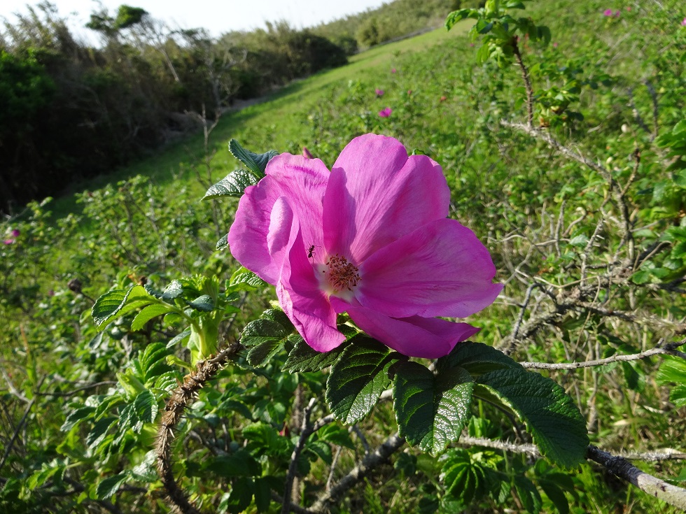 ハマナスの花が咲き始めましたの画像1