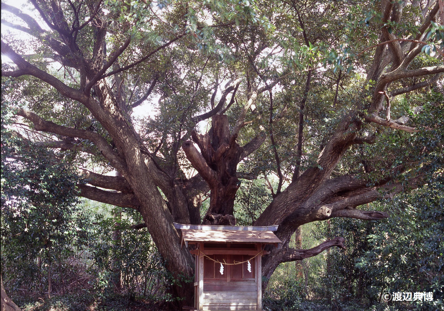 両神社のスダジイ©渡辺典博