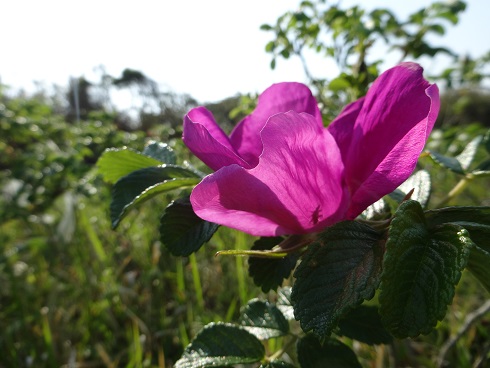 ハマナスの花が咲き始めましたの画像2