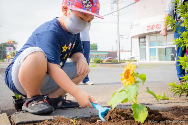 ヒマワリを植栽