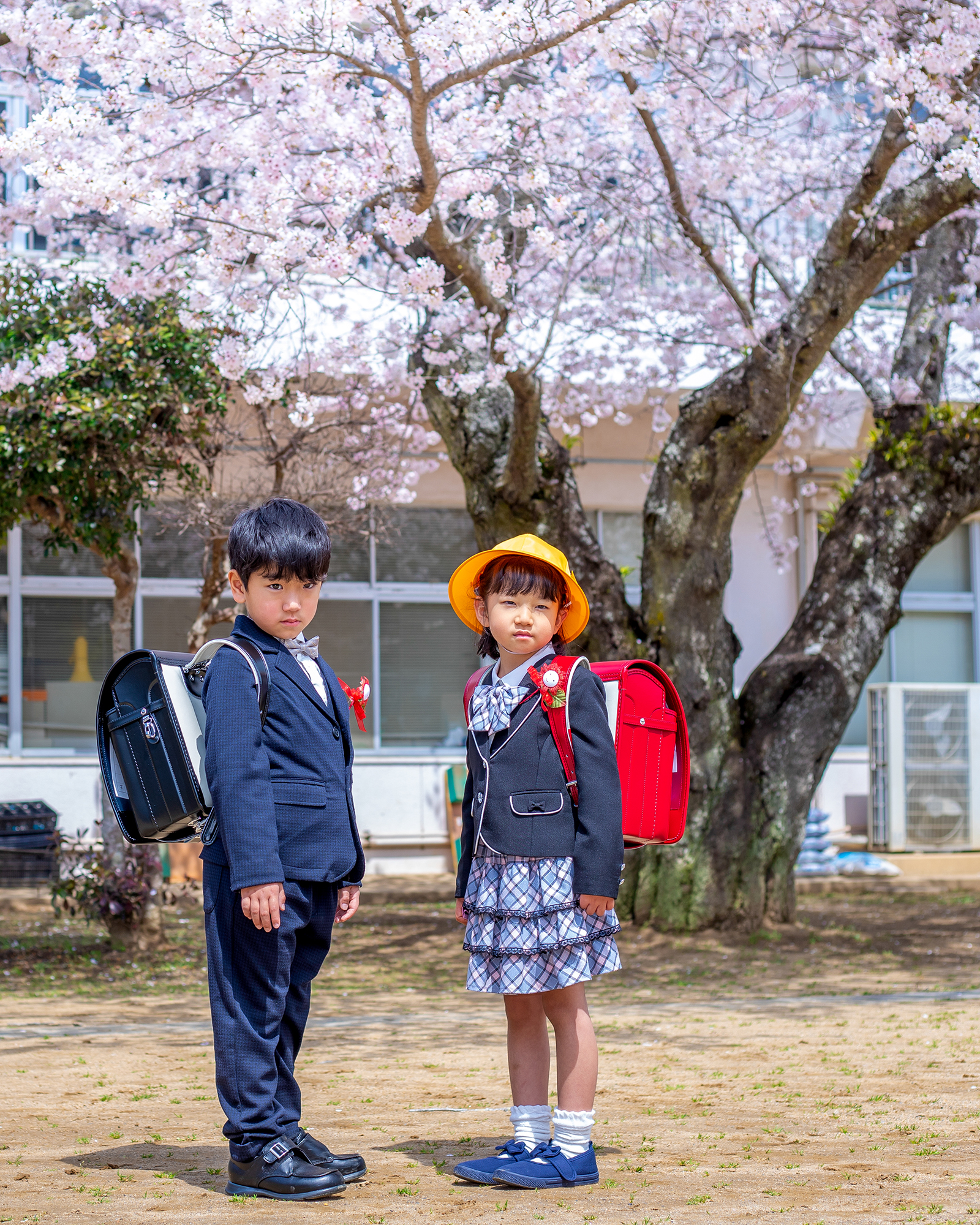 桜の木の下で記念撮影　緊張する子どもたち
