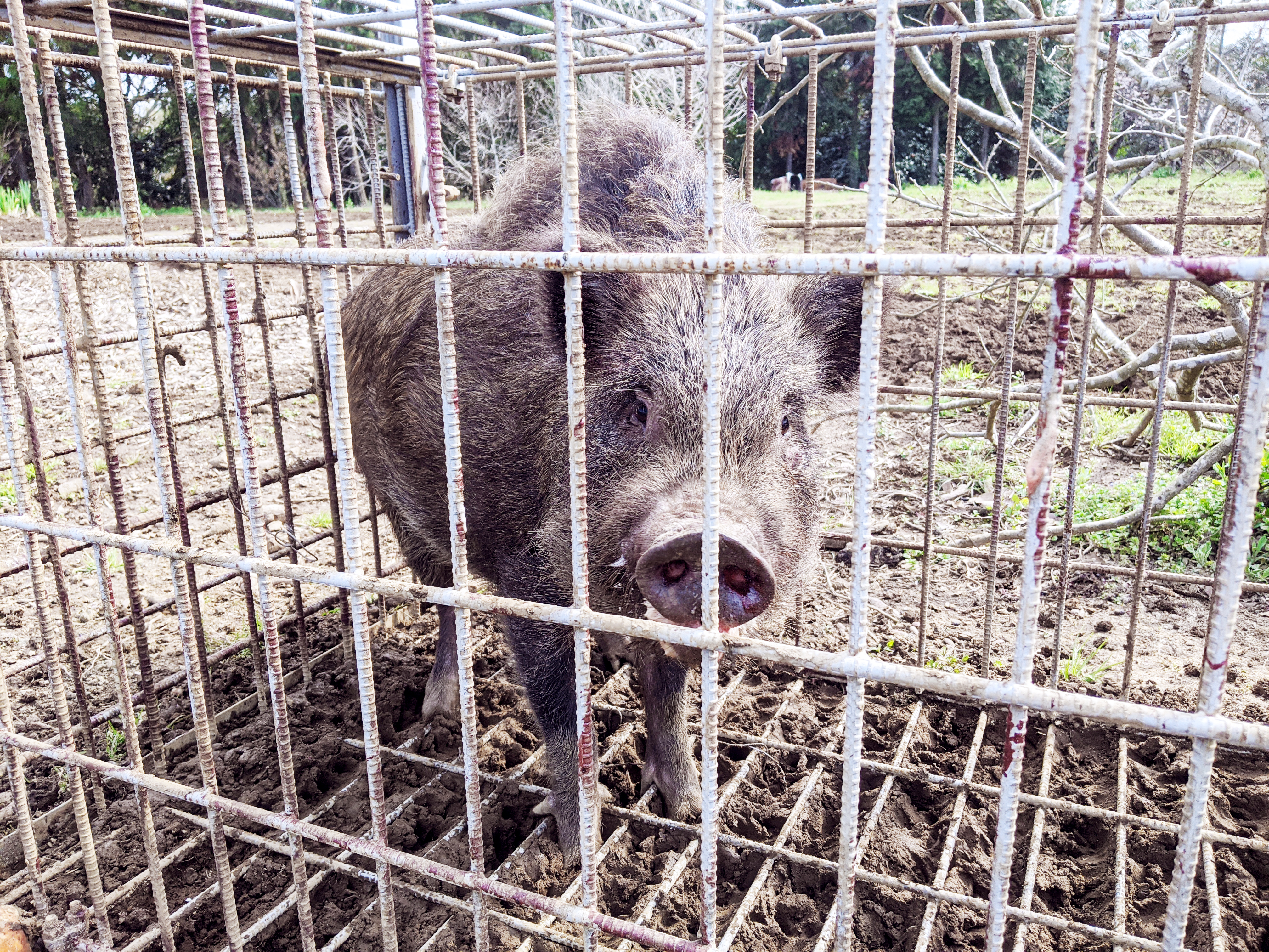 いのししが捕獲された様子