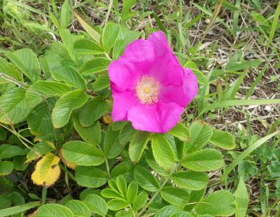 ハマナスの花令和4年6月16日