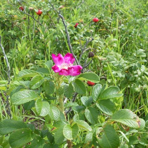 ハマナス令和4年8月15日　花1