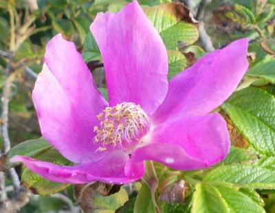 11月のハマナスの花