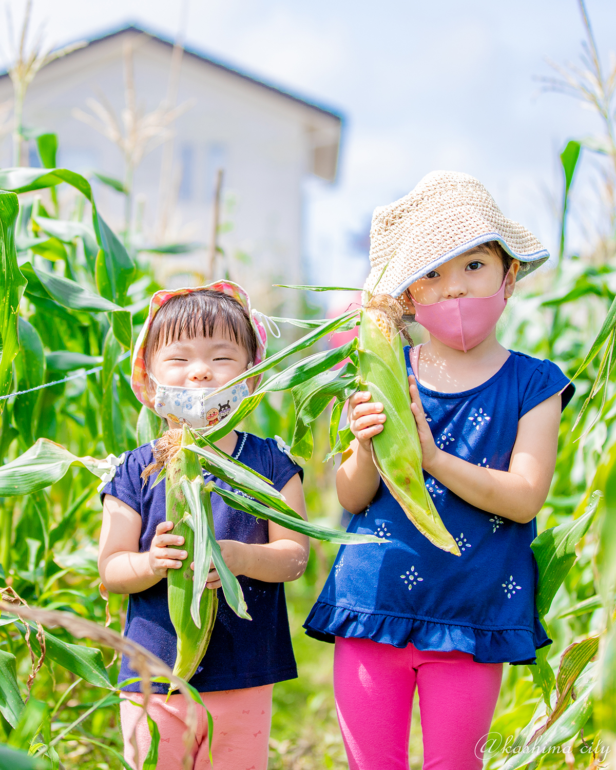 トウモロコシ収穫体験マスク女の子