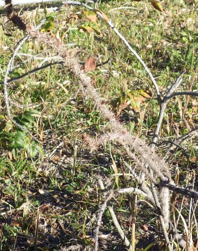 ハマナス12月23日