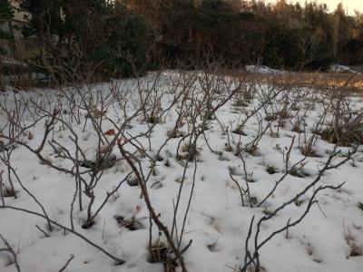 雪のハマナス南限地の写真