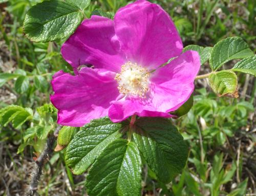 ハマナス開花令和4年4月14日