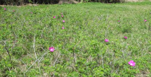 ハマナス自生地南東エリア令和5年4月14日