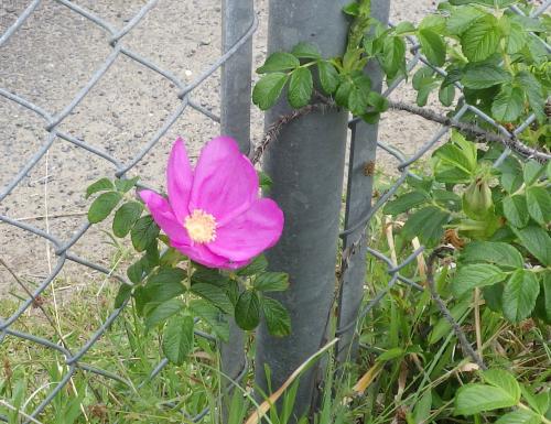 ハマナスの花R5年4月21日