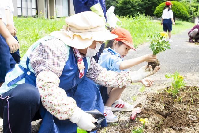 小学生とシニアクラブの方々で花植え①（鉢形小）