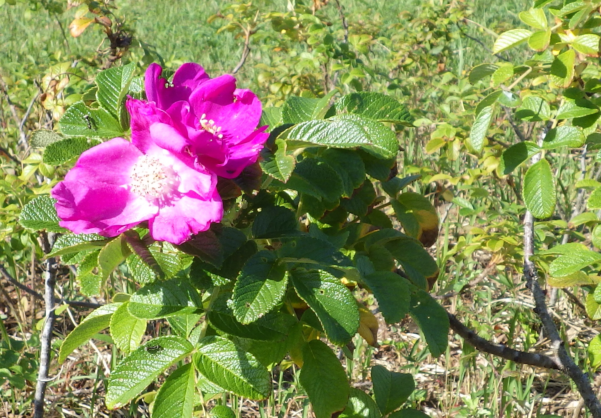 ハマナスの花231101