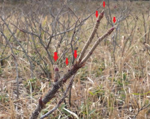 ハマナスの新芽令和6年2月29日