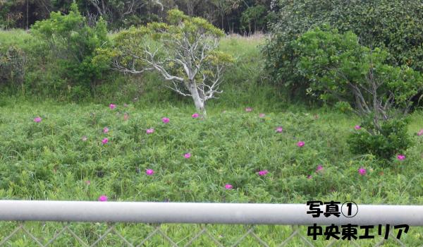 ハマナス中央東エリア