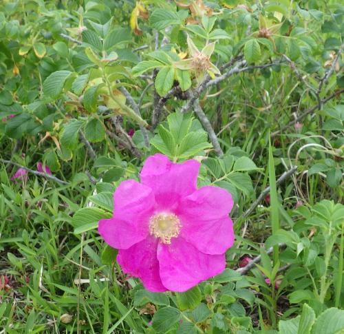 ハマナスの花R6年5月8日