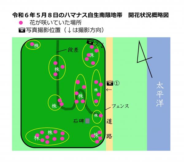令和6年5月8日ハマナス自生南限地帯概略図