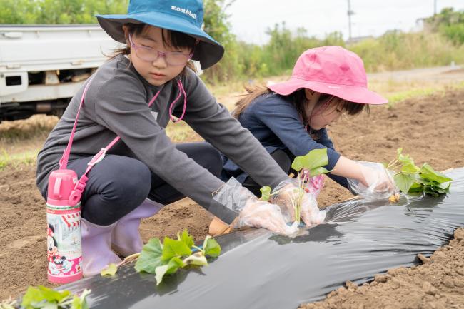 さつまいもを植える姉妹