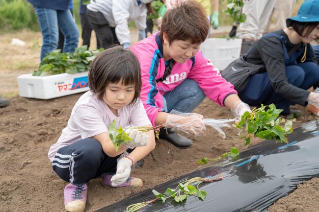 さつまいもを植える親子