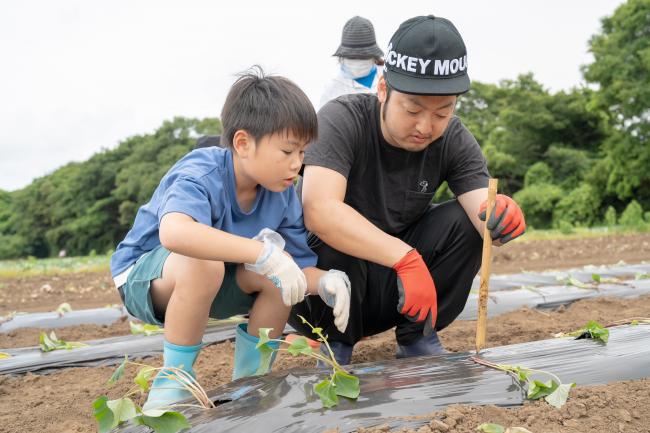さつまいもを植える男の子