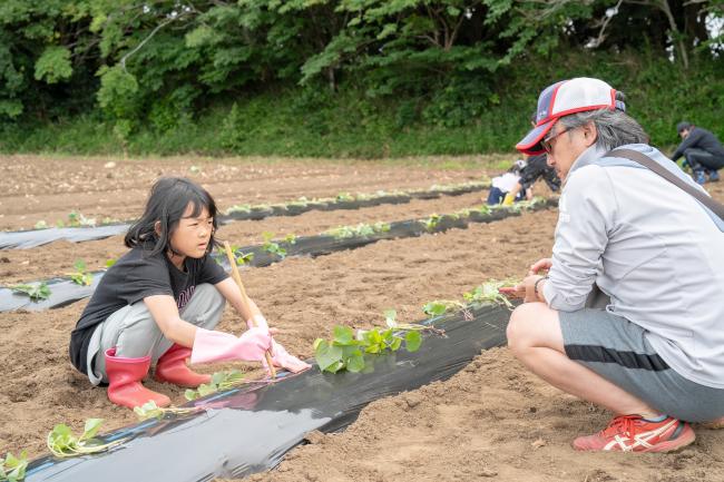 さつまいもを植える女の子