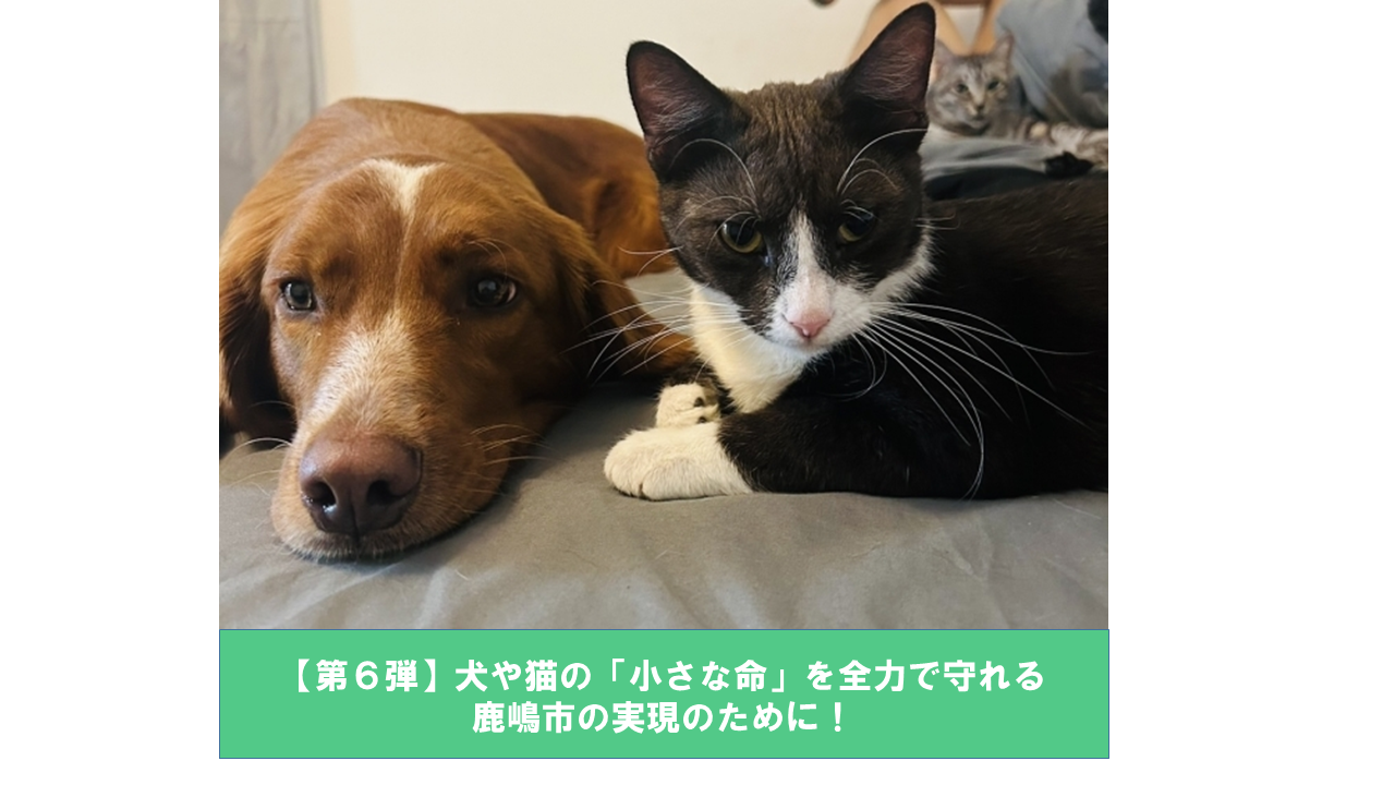 R6犬猫GCf