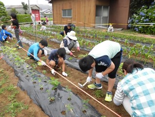 ​豊津公民館主催　リトルファームのとうもろこし植え（令和元年）