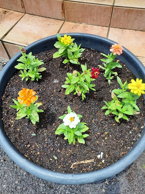 花苗植え