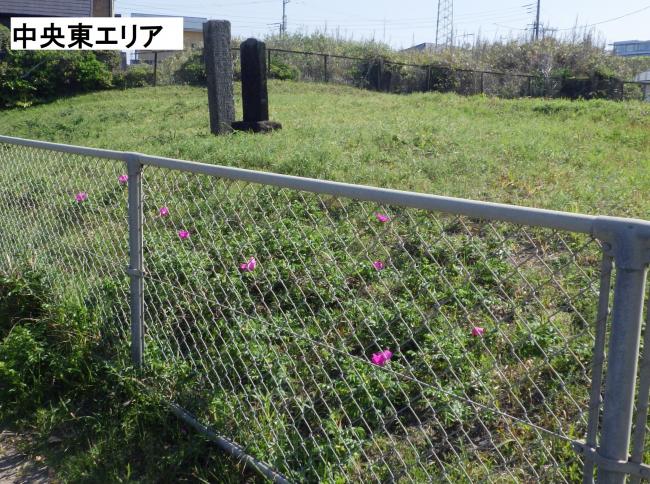 ハマナスR070430中央東エリア