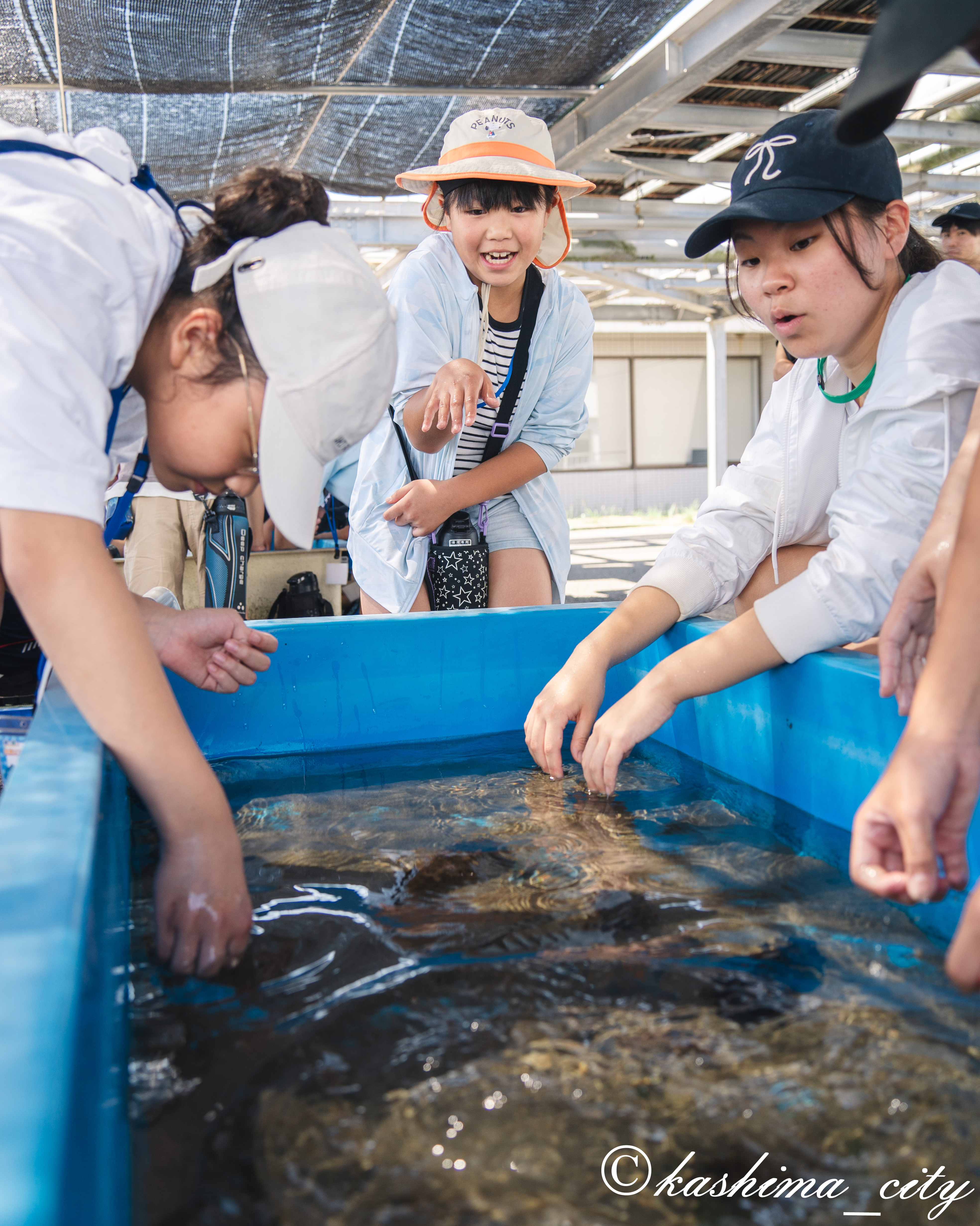 ヒラメを触ろうとする子どもたち