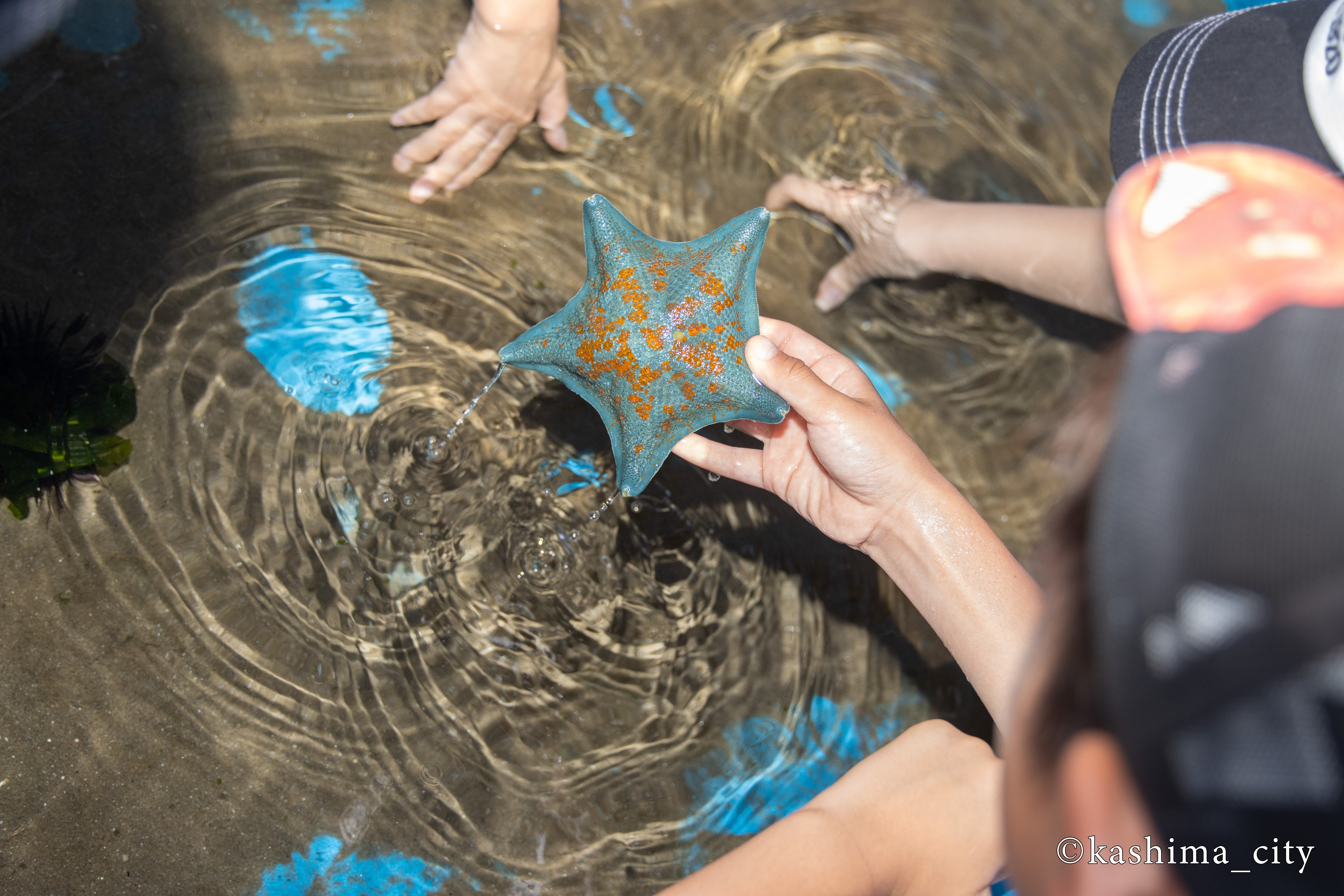水槽から引き揚げられたヒトデ