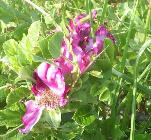 令和7年8月のハマナス1